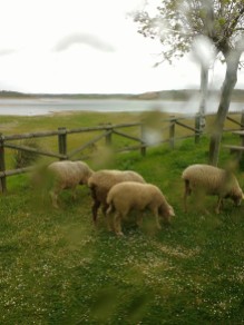 Schafe am Stellplatz